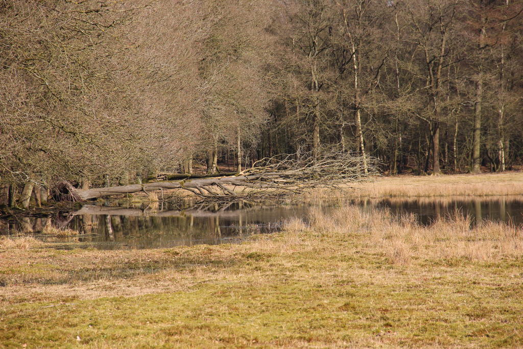 De Wapser Wapse